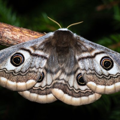 Saturnia pavoniella (martináč podobný), Devět křížů