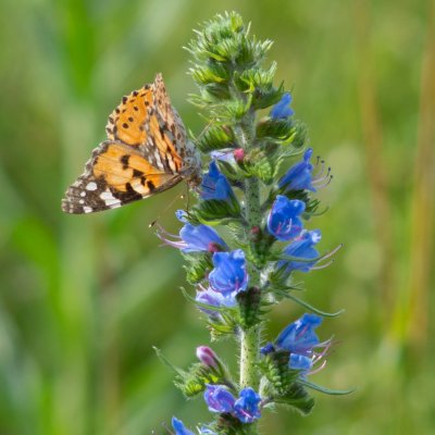 Vanessa cardui (babočka bodláková), Podkomorské lesy