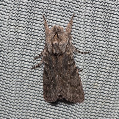 Dicranura ulmi (hřbetozubec jilmový), PP Na cvičišti