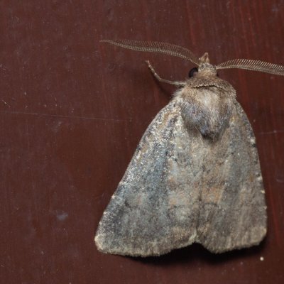 Charanyca ferruginea (blýskavka opencová), Lukovany