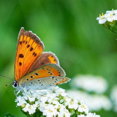 Lycaena dispar (ohniváček černočárný), PR Rakovecké stráně a údolí bledulí