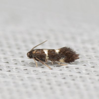 Antispila treitschkiella (bronzovníček dřínový), Hády