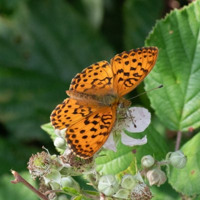 Brenthis daphne (perleťovec ostružinový), NPR Čertoryje