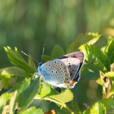 Lycaena alciphron (ohniváček modrolesklý), Havranické vřesoviště