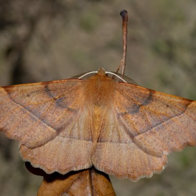 Colotois pennaria (zejkovec pozdní), Žebětín