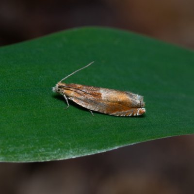 Ancylis mitterbacheriana (obaleč hnědoskvrnný), Žebětín