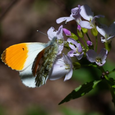 Anthocharis cardamines (bělásek řeřichový), Ríšova studánka