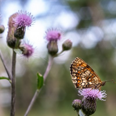 Melitaea athalia (hnědásek jitrocelový), Kopaniny