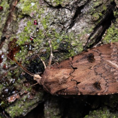 Agrotis segetum (osenice polní), NPP Pouzdřanská step - Kolby
