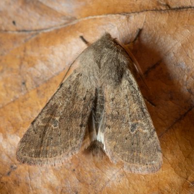 Orthosia cruda (jarnice menší), Žebětín