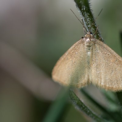 Minoa murinata (šedokřídlec pryšcový) Lysá hora u Ochozu