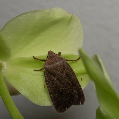 Conistra vaccinii (zimovnice brusnicová), Žebětín