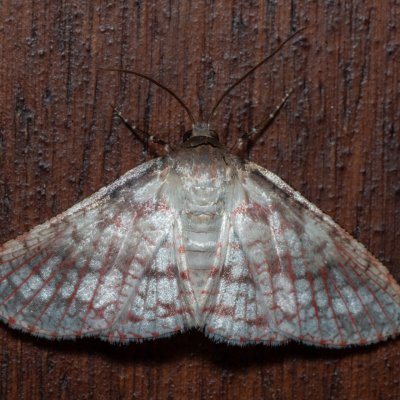 Rhodoneura sp., TH, Khao Sok