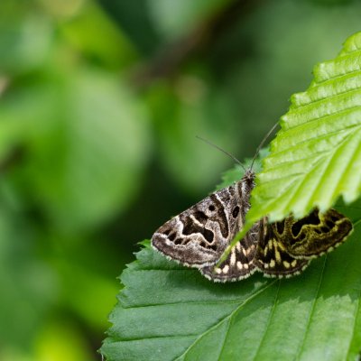 Euclidia mi (jetelovka menší), PR Biskoupský kopec