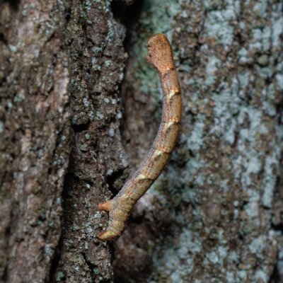 Cyclophora punctaria (očkovec dubový), Žebětín