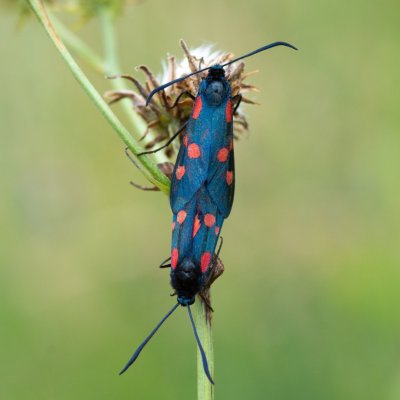 Zygaena lonicerae (vřetenuška pětitečná), SK, Štôla
