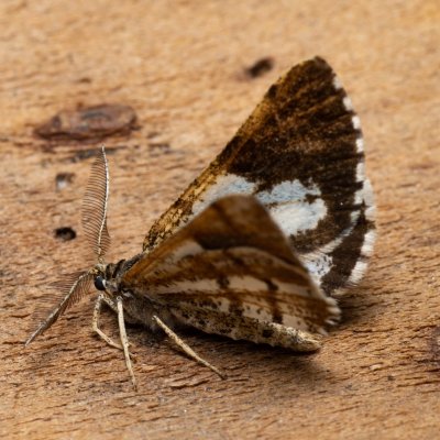 Bupalus piniaria (tmavoskvrnáč borový), PP Černice