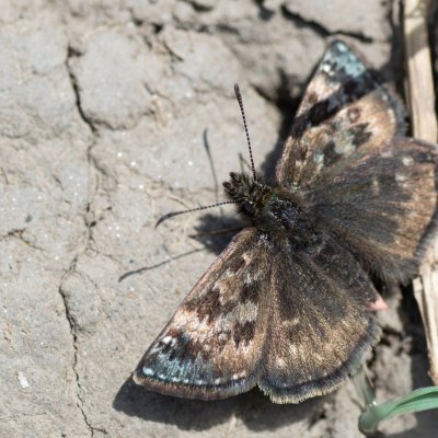 Erynnis tages (soumračník máčkový), PP Hochberk