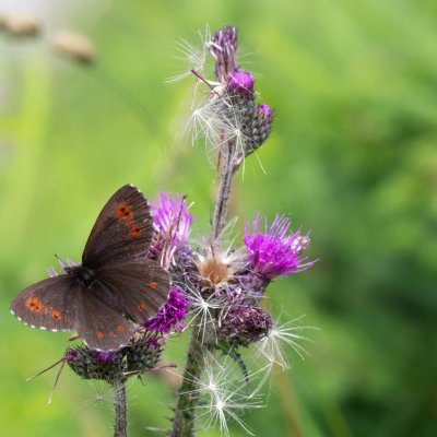 Erebia euryale (okáč rudopásný), IT, Pfelders - Plan, Jižní Tyrolsko