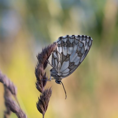 Melanargia galathea (okáč bojínkový), PR Kamenný vrch