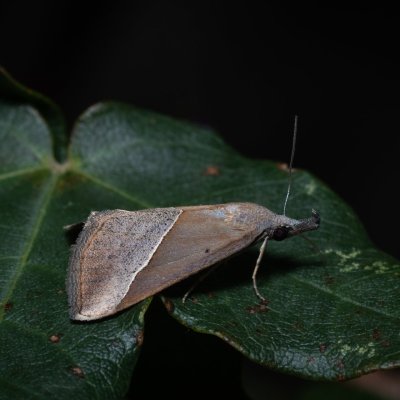 Hypena lividalis (-), HR, Jablanac