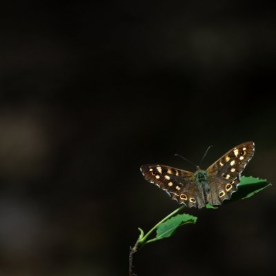 Pararge aegeria (okáč pýrový), Podkomorské lesy