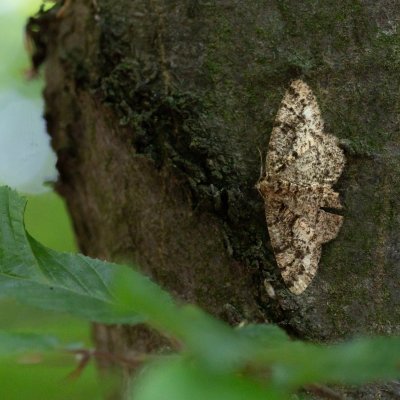 Parectropis similaria (různorožec lískový), NS Bučín