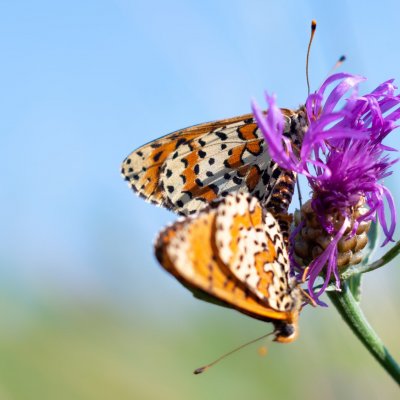 Melitaea didyma (hnědásek květelový), PP Černice