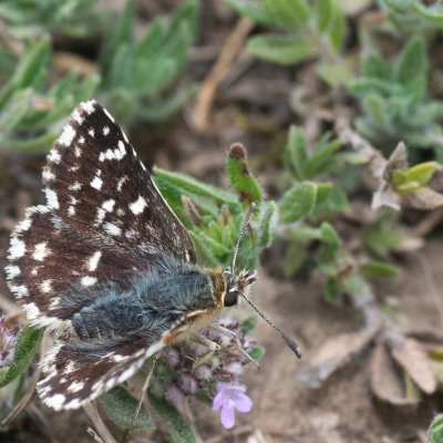 Spialia sertorius (soumračník skořicový), Hády