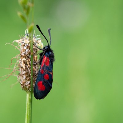 Zygaena loti (vřetenuška kozincová), PP Obůrky - Třeštěnec