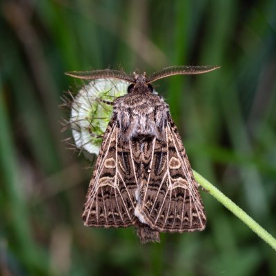 Tholera decimalis (můra jílková), PR Kamenný vrch