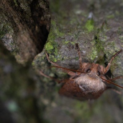 Conistra vaccinii (zimovnice brusnicová), Žebětín