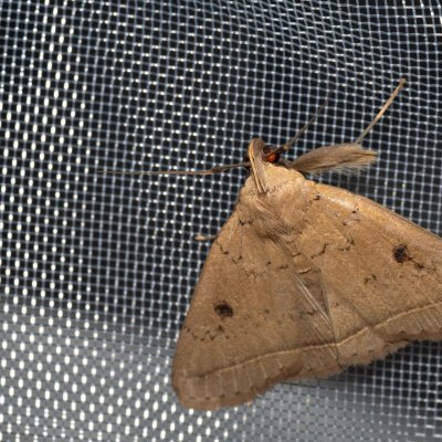 Simplicia robustalis (-), TH, Khao Sok