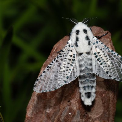 Zeuzera pyrina (drvopleň hrušňový), Hády