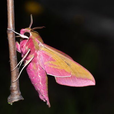 Deilephila elpenor (lišaj vrbkový), Hády