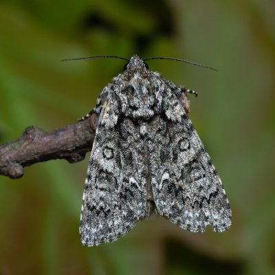 Acronicta rumicis (šípověnka hojná), PR Bosonožský hájek