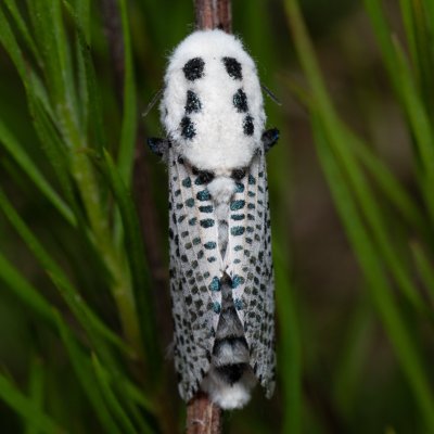 Zeuzera pyrina (drvopleň hrušňový), Hády