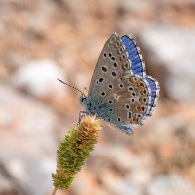 Polyommatus bellargus (modrásek jetelový), HR, Cesarica