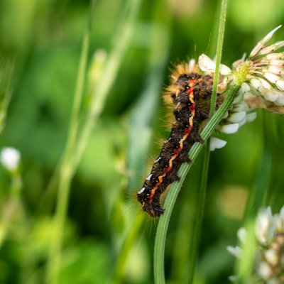 Acronicta rumicis (šípověnka hojná), PR Kamenný vrch
