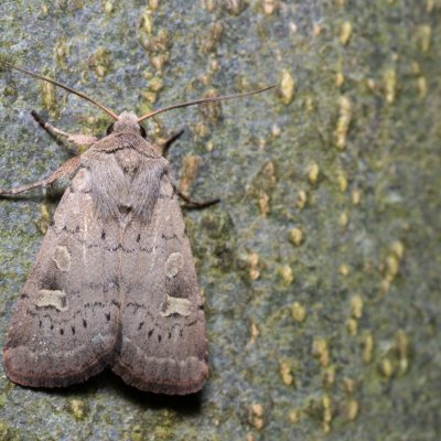 Xestia xanthographa (osenice žlutoskvrnná), Březina