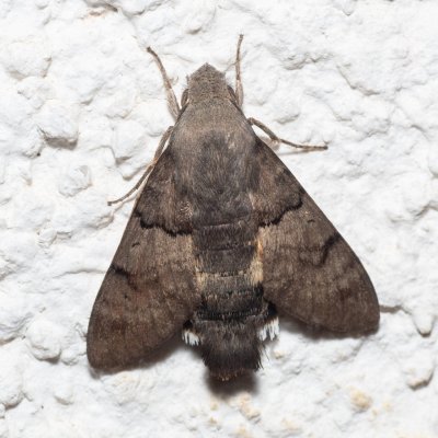 Macroglossum stellatarum (dlouhozobka svízelová), HR, Jablanac