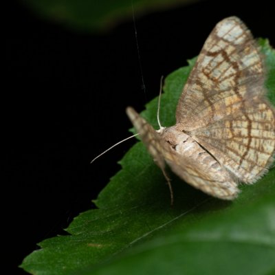 Stegania dilectaria (kropenatec topolový), Žebětín