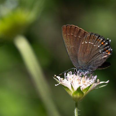 Satyrium ilicis (ostruháček česvinový), GR, Makrades, Korfu