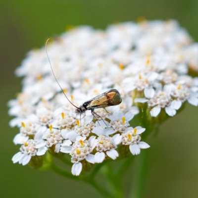 Nemophora minimella (-), PR Kamenný vrch