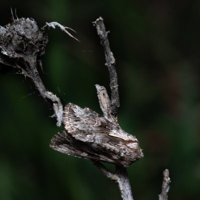 Chloantha hyperici (osenice třezalková), Hády