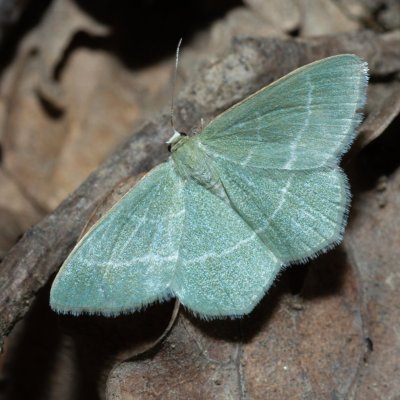 Chlorissa cloraria (zelenopláštník lískový), Žebětín