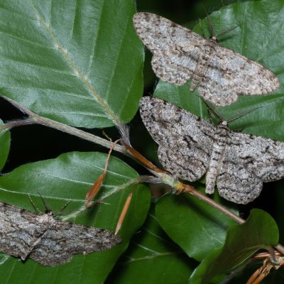 Hypomecis roboraria (různorožec dubový), Hypomecis punctinalis (různorožec ovocný), NS Bučín