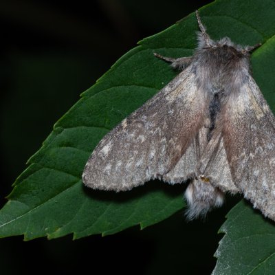 Stauropus fagi (hranostajník bukový), Hády - lesní lom