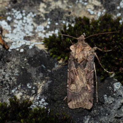 Opigena polygona (osenice jižní), PP Kavky