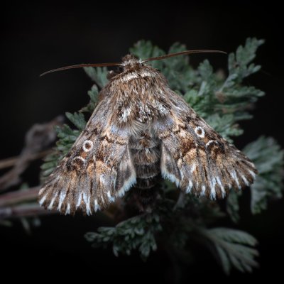 Omphalophana antirrhinii (jasnobarvec hledíkový), NPP Pouzdřanská step - Kolby